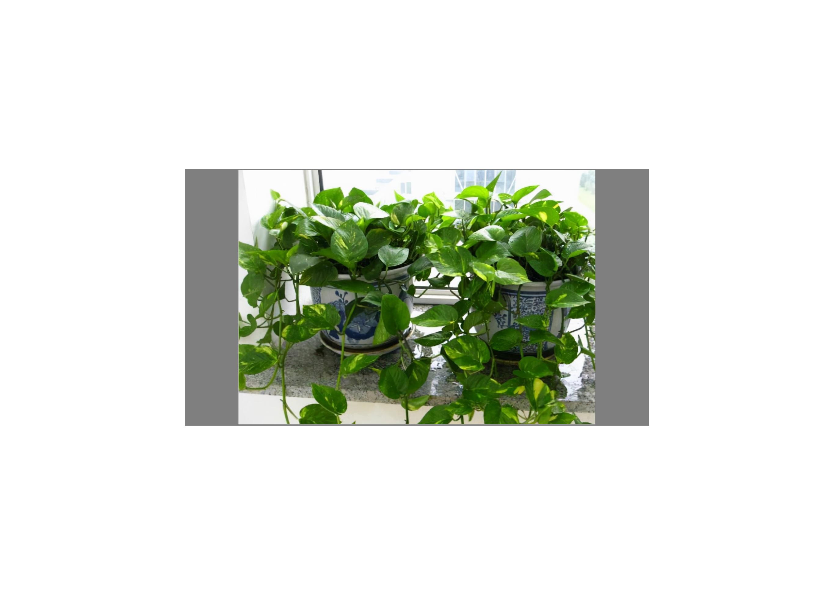 绿萝在家养叶片发黄还不长新叶片,绿萝叶片的正确使用方法