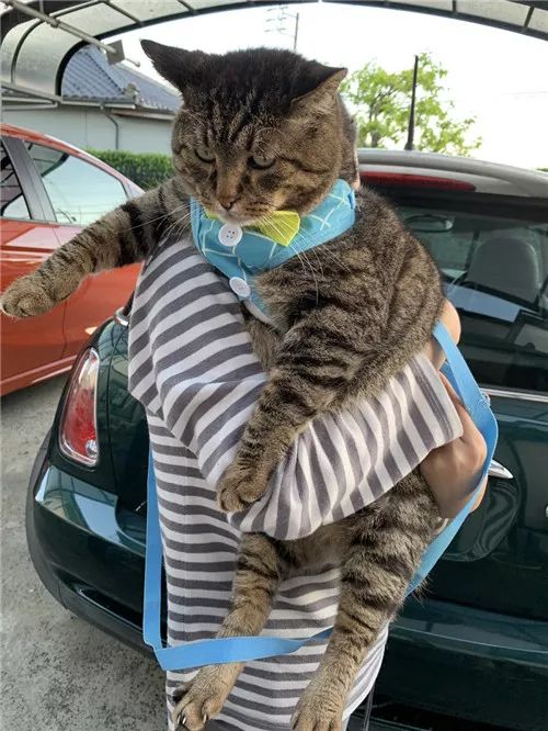 老板，这圆滚滚地怎么恢复出厂设置，说好的小可爱呢？