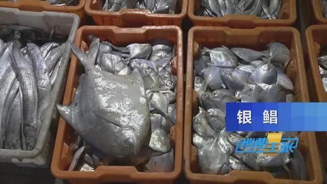 三亚海鲜市场皮皮虾多少钱一斤,海鲜市场上的皮皮虾