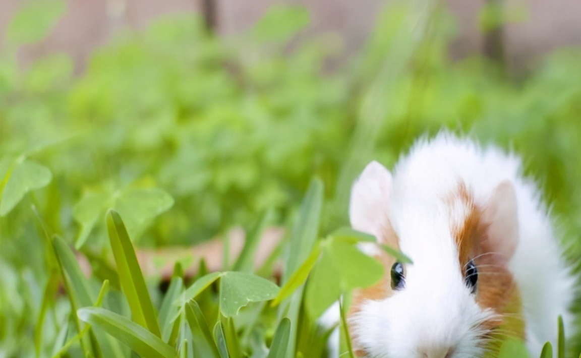 想不想养只猫,荷兰猪宠物怎么养