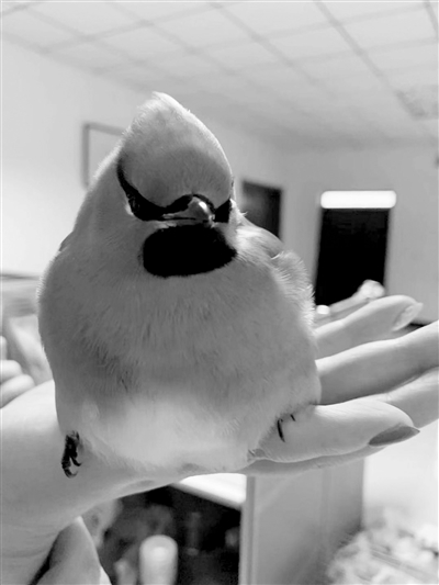 小鸟为什么撞玻璃窗,小鸟撞到玻璃窗什么预兆