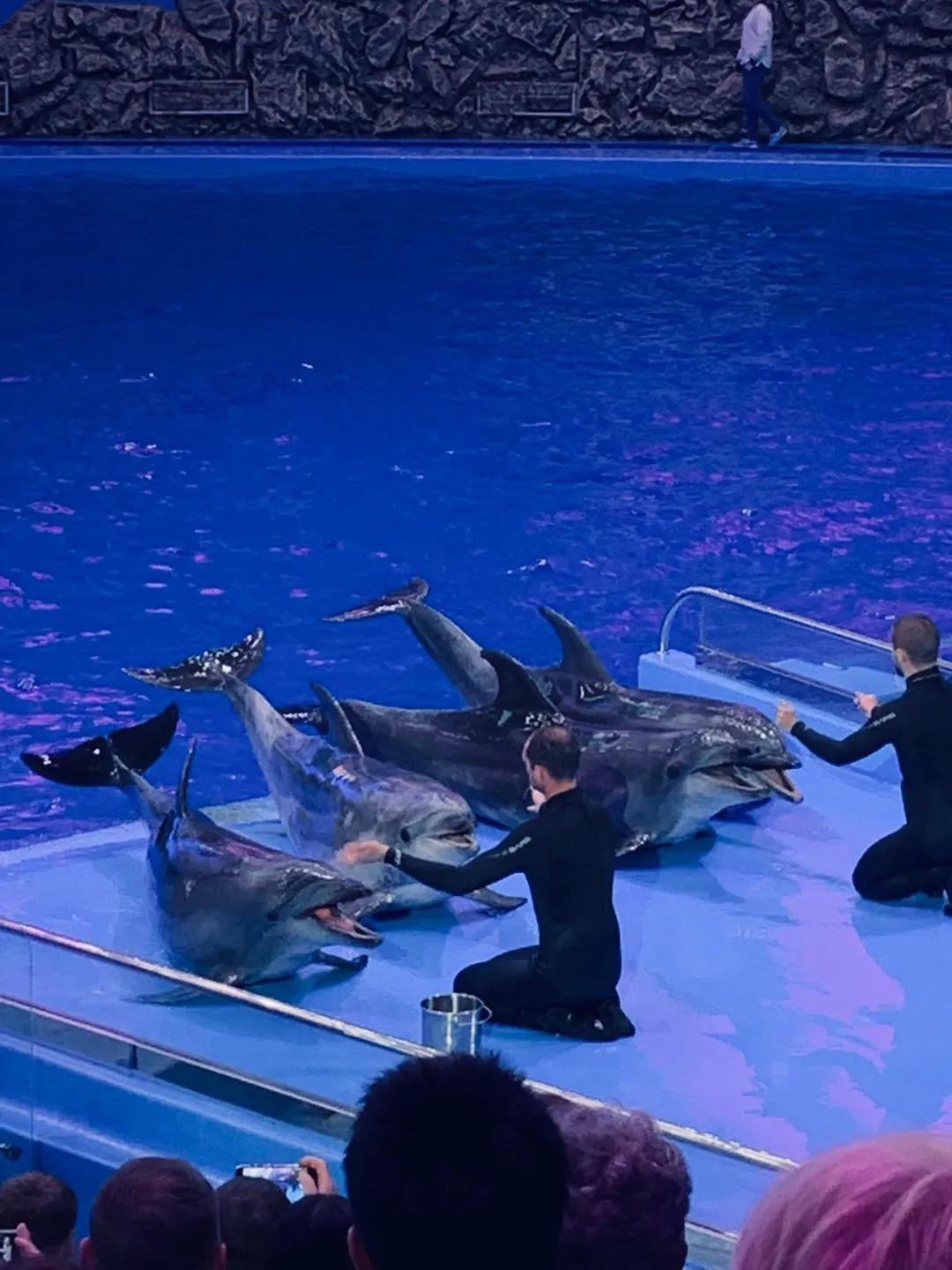 海参崴艺术表演,海参崴歌舞表演与风情表演的区别