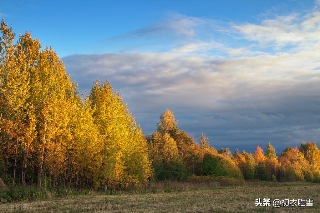 冬日说白杨,白杨古诗五首,听听那古诗里的白杨萧萧