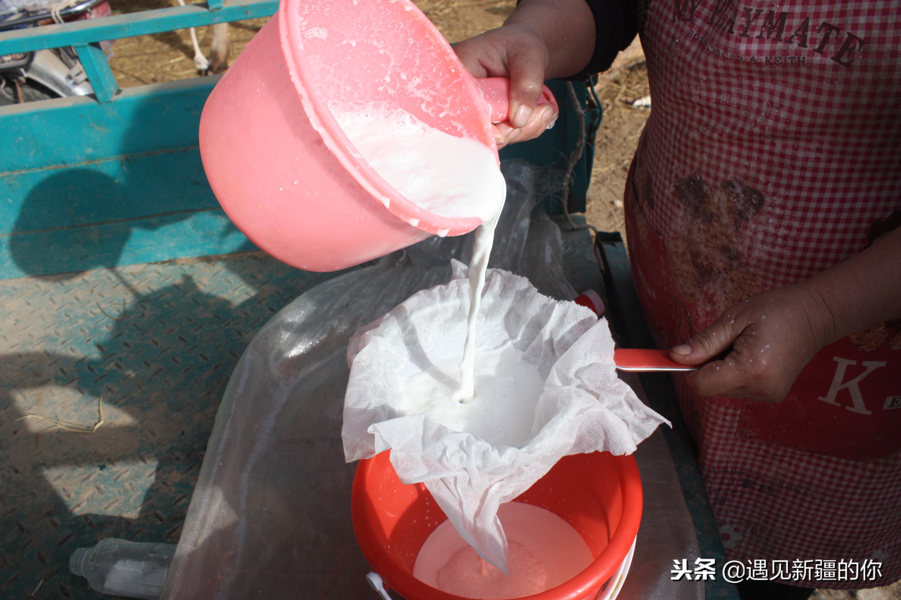 *疆新**天山南麓的一个山区产一种奶，受到游客的追捧千万别错过