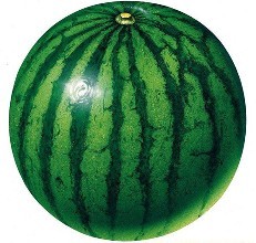 胎儿发育全过程标本,是否能看到胎儿的发育过程