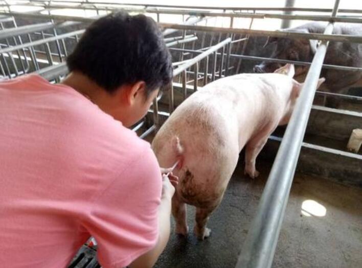 母猪产后无奶水解决方法,母猪产后无母乳解决方法