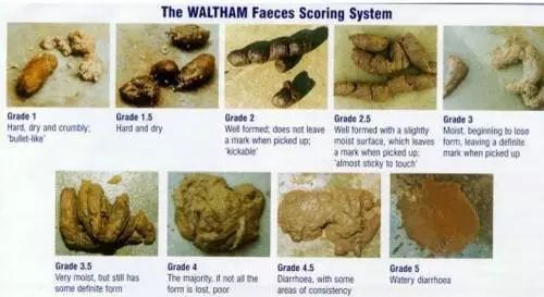 铲屎的时候怎么看猫咪是否软便,铲屎官必看完整视频