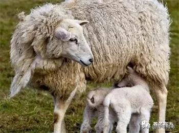 羔羊接生口诀,羔羊饲养方法视频