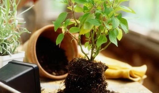 盆栽土结成硬块怎么处理,新买的盆栽土总是结块发白