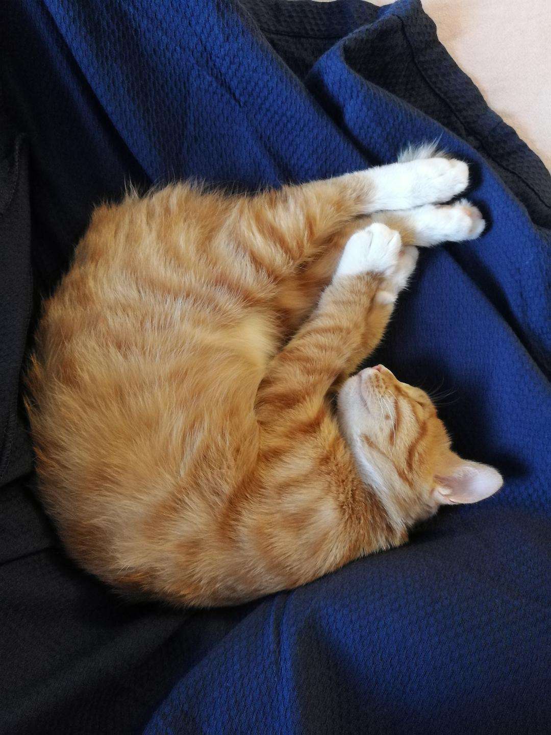 中华田园猫古代名称图鉴,古代人怎么挑选猫