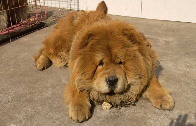 揭秘松狮犬究竟有多可怕,是什么导致养松狮犬的人变少