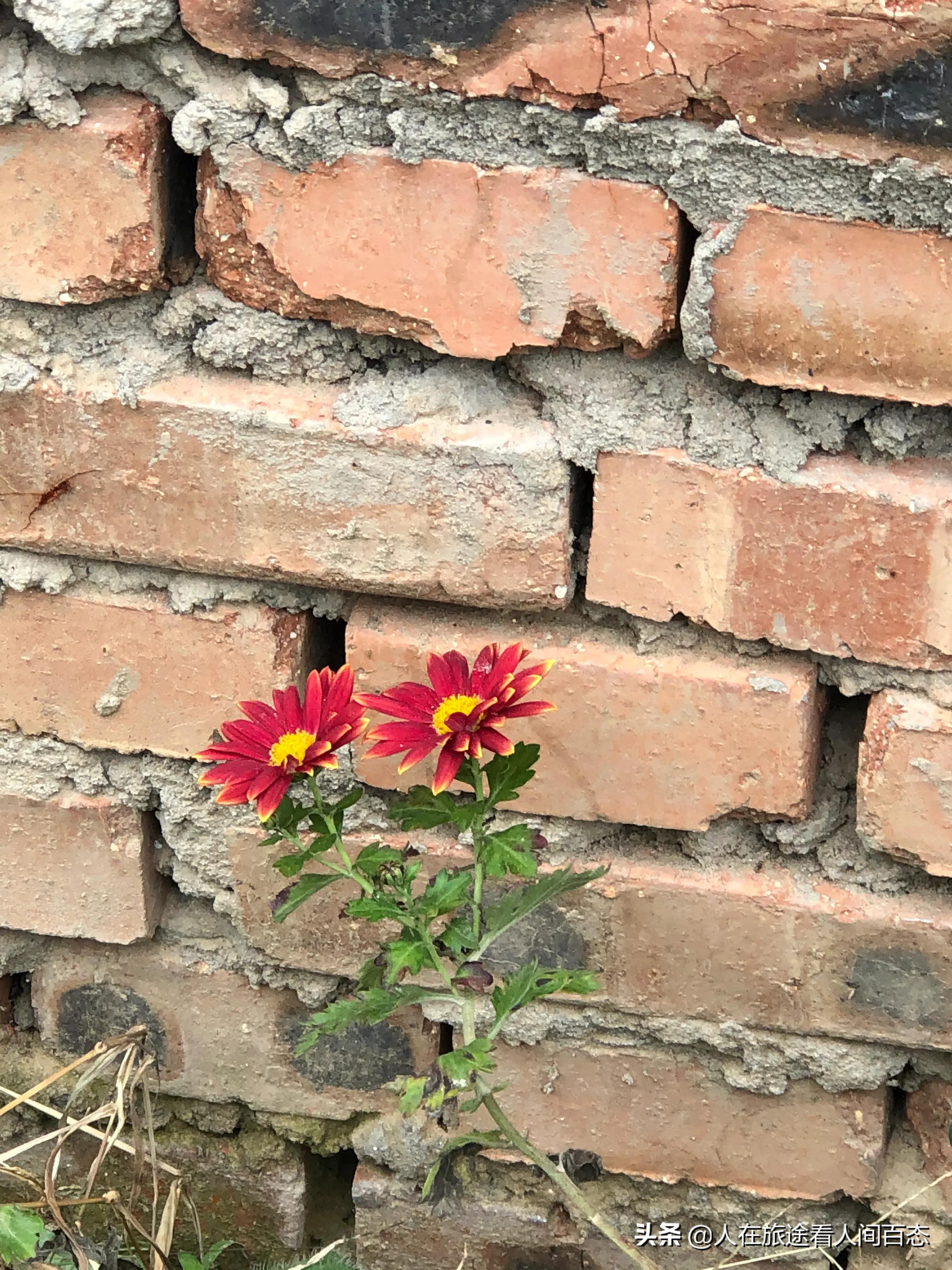 加入微商向日葵的经历,倪海杉微商发展经历