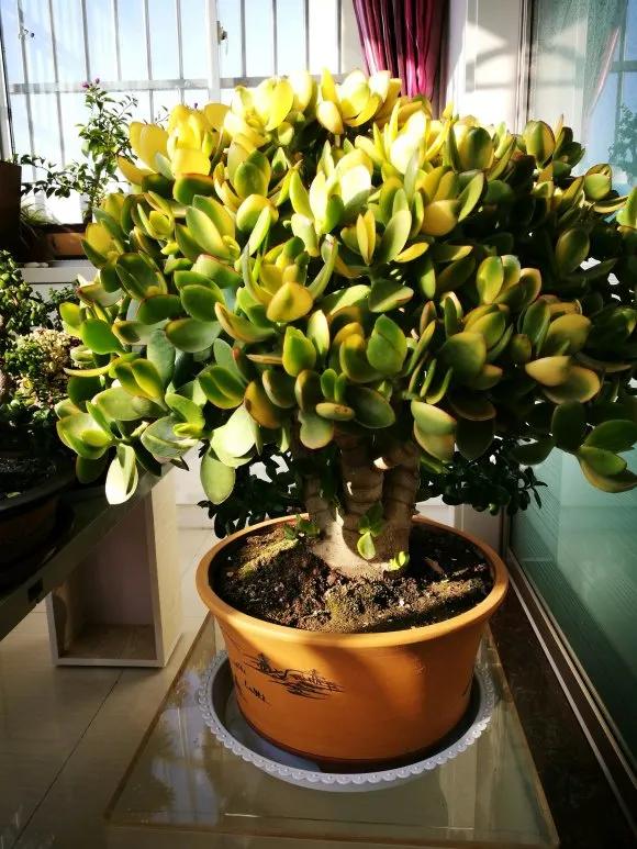 玉树有点枯萎怎么救,玉树叶子又蔫又软怎么办啊