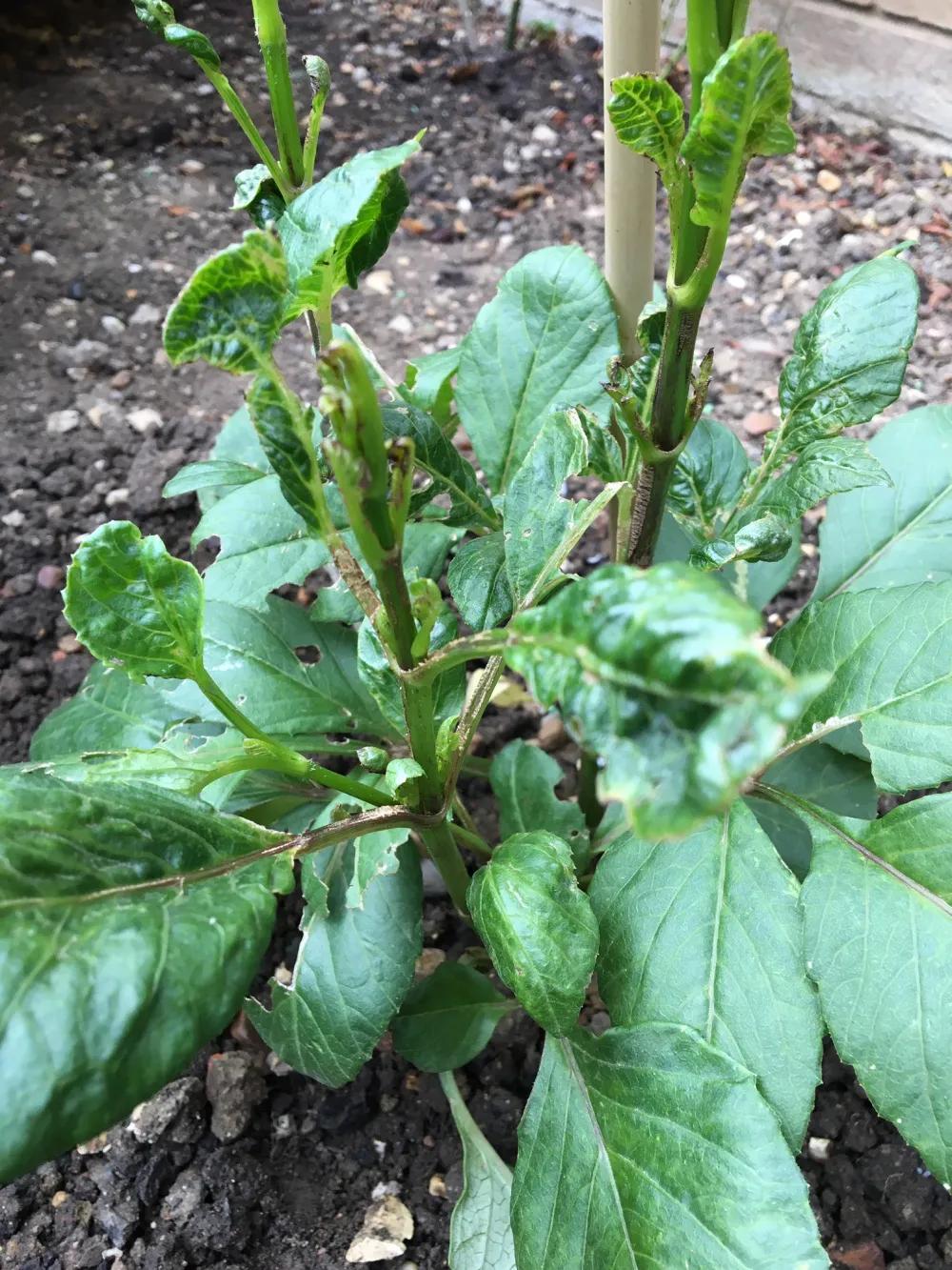 大丽花叶子发黄不开花,大丽花不开花施什么肥