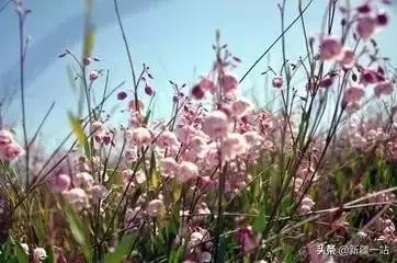 新疆的特殊植物,新疆戈壁上常见的植物