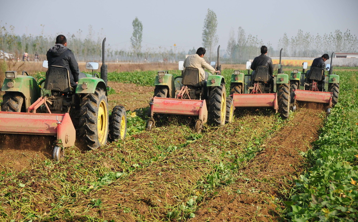 红薯在什么时候栽种最合适,红薯栽种方法与时间