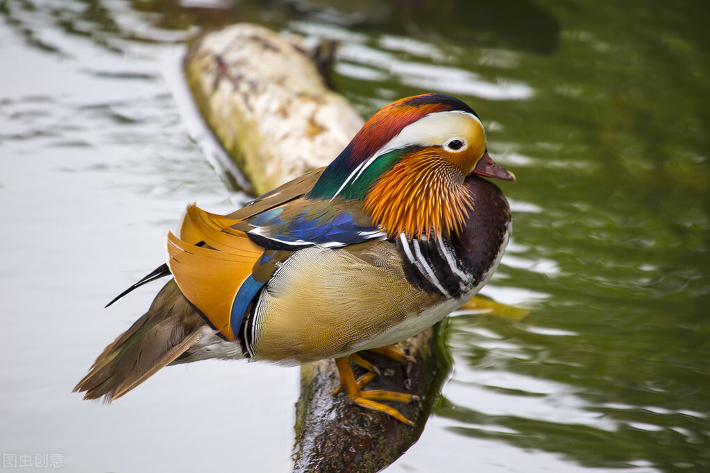 鸟炸毛拉稀怎么办,鸟拉稀喂什么药最好
