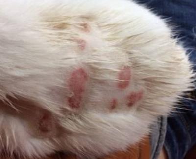 十猫九癣有这么严重吗,十猫九癣有必要去医院吗