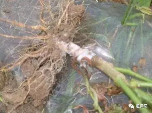 桃树根腐病的治疗方法,治疗根腐病用这四种方法就足够了