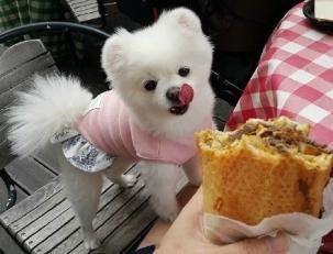 博美被宠坏后的征兆,博美为什么突然变乖了很多