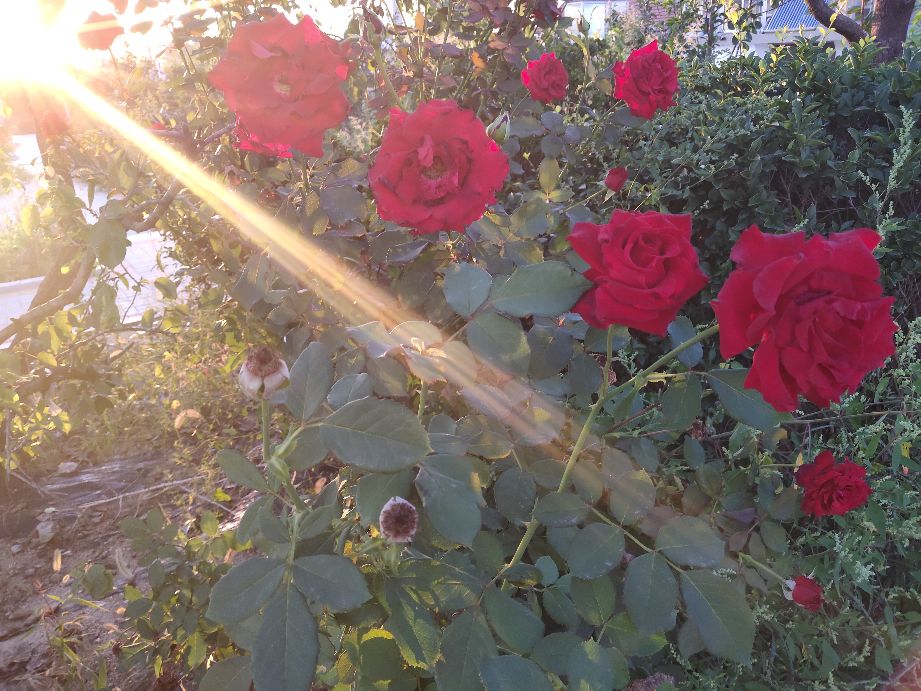 感谢恩师照亮我们的人生路,赞美我的恩师话语