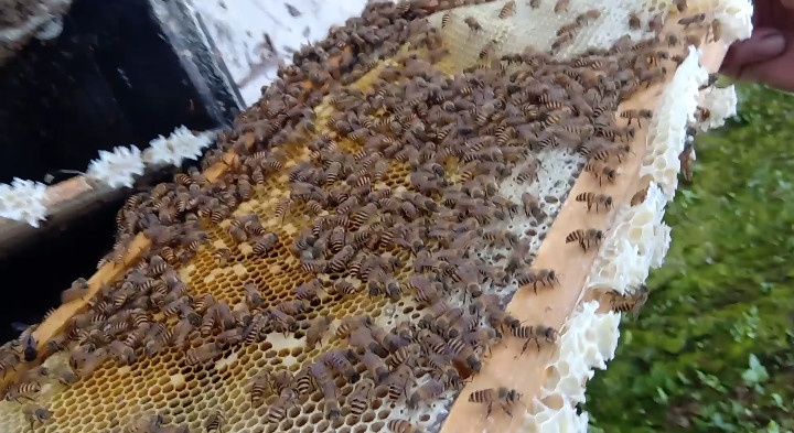 蜜蜂养殖深山农家土蜂蜜,蜜蜂养殖纯天然正宗蜂蜜