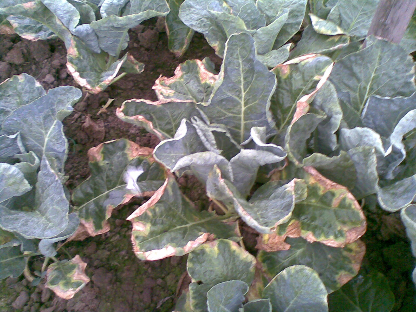 花椰菜常见病害图解,花椰菜病虫害防治图谱