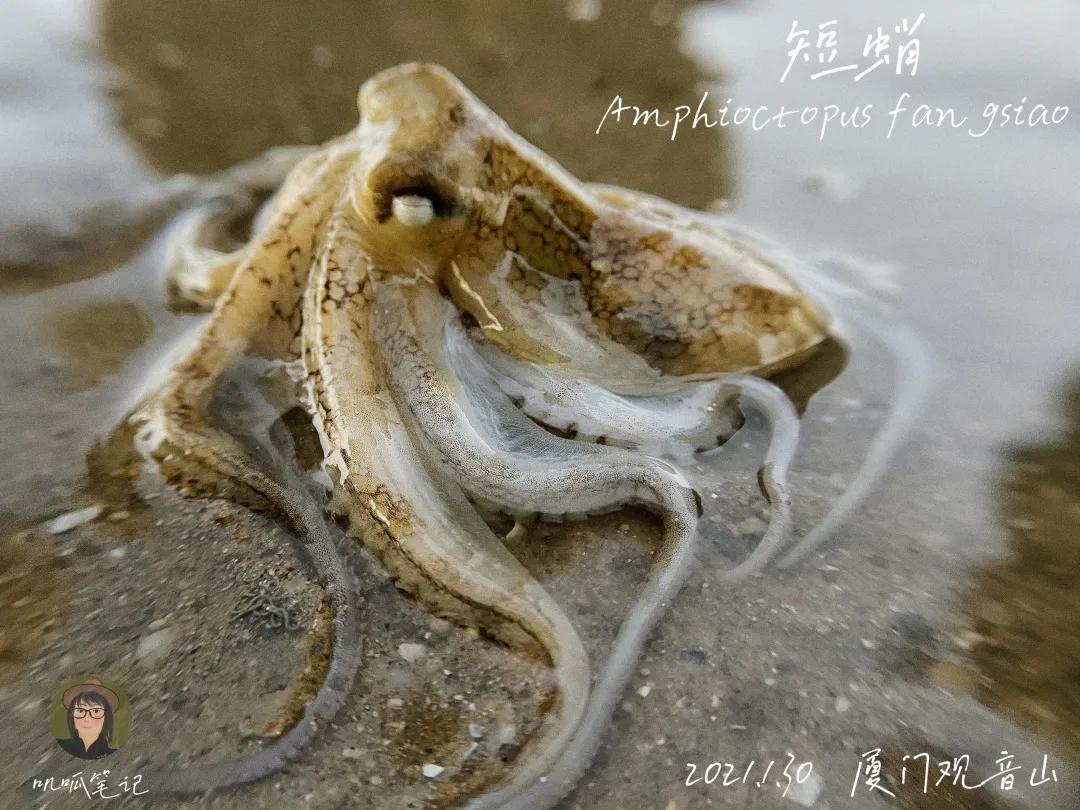 鼓浪屿赶海抓虫,鼓浪屿赶海佛手螺