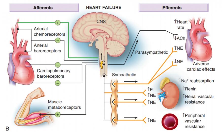 心衰强心利尿扩血管的药物,心衰使用血管扩张剂原理
