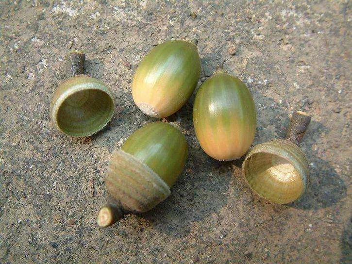 青冈树木材很硬么,青冈是什么材质