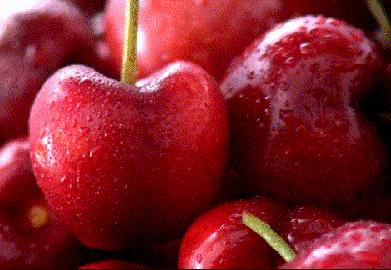 海阳小樱桃采摘季节,乳山市的大樱桃能摘吗