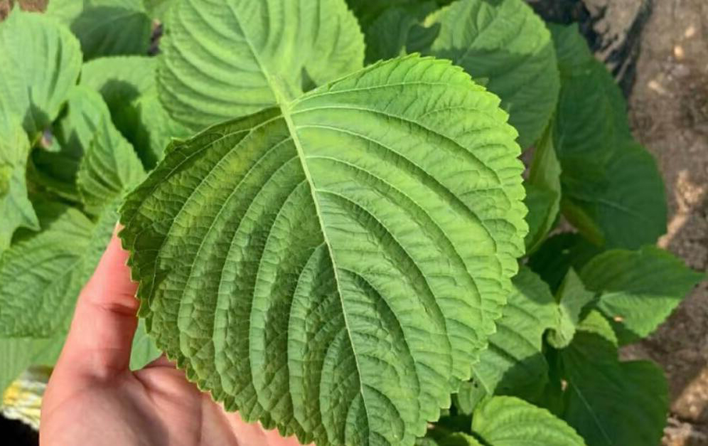 紫苏叶怎么买 (哪些地方可以买紫苏叶)