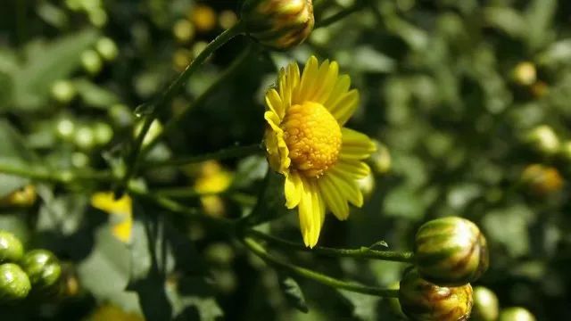 草木人间*我说的小*菊黄**,是好吃的菊花脑