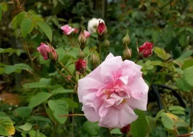 一万年一次的2020520;一起认识100种玫瑰~别送错啊