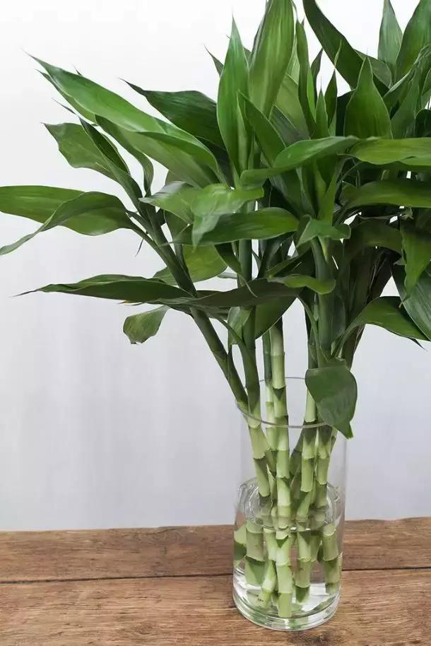 富贵竹养几根最合适,富贵竹一个花瓶里放双数还是单数