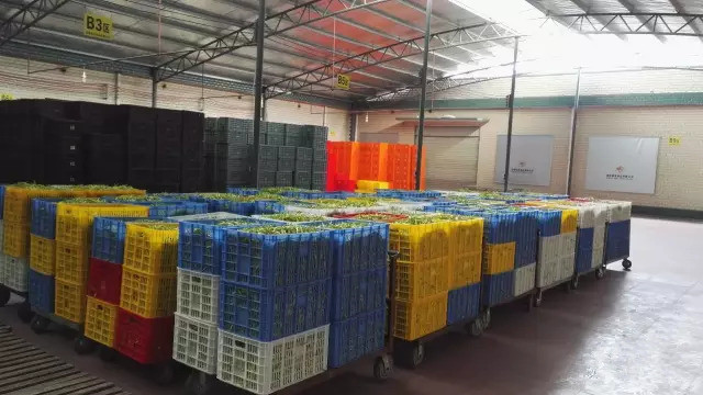 农村简易黄花菜烘干技术,黄花菜烘干的正确方法