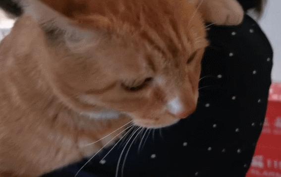 二十多岁进宫,在紫禁城中撸猫8年,她揭开了不为人知的故宫往事