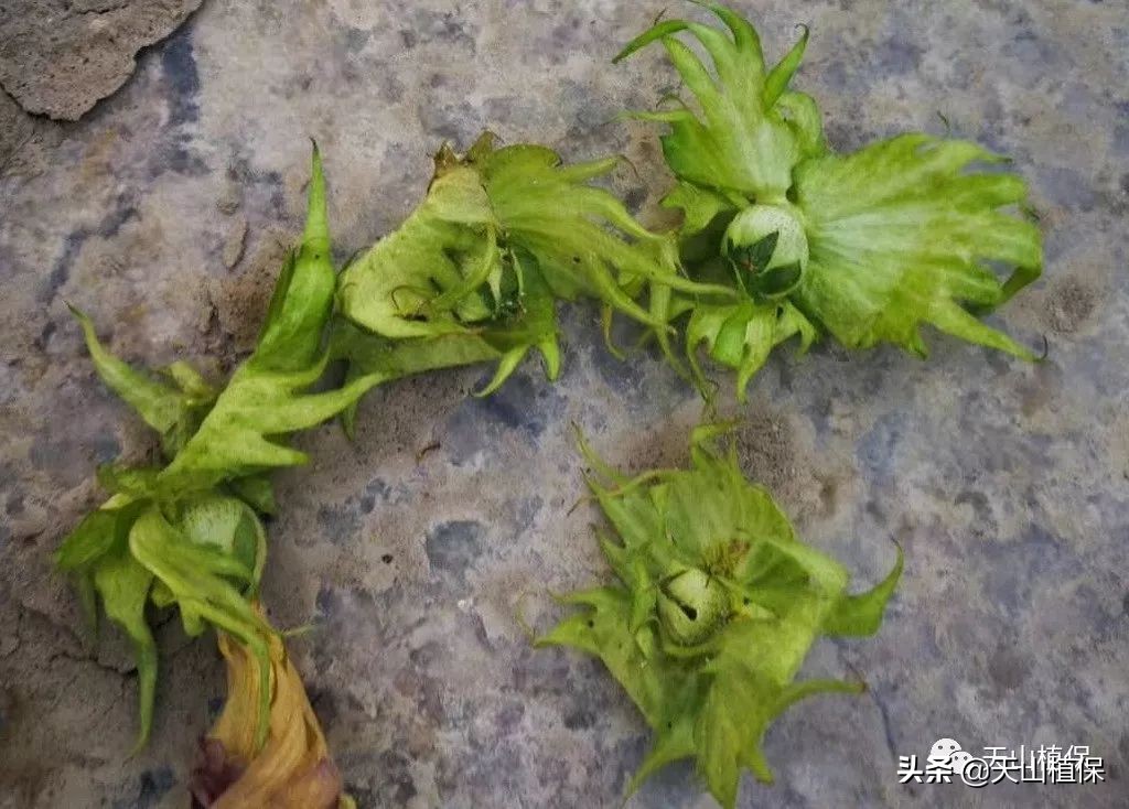 棉花防止蕾铃脱落的途径,棉花中部蕾铃脱落是怎么回事