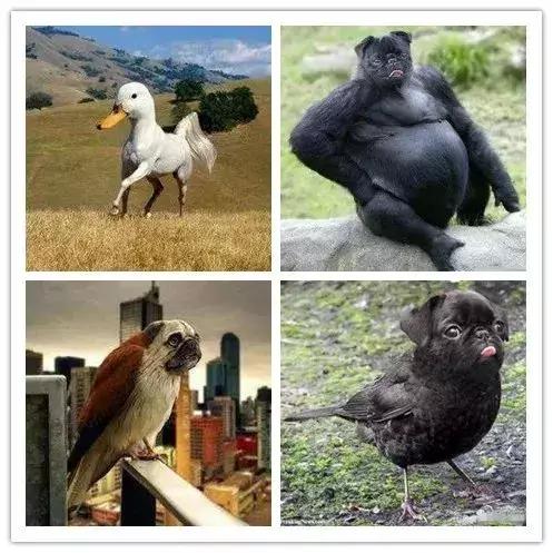 闲鱼神兽,在闲鱼上面买的宠物是真还是假