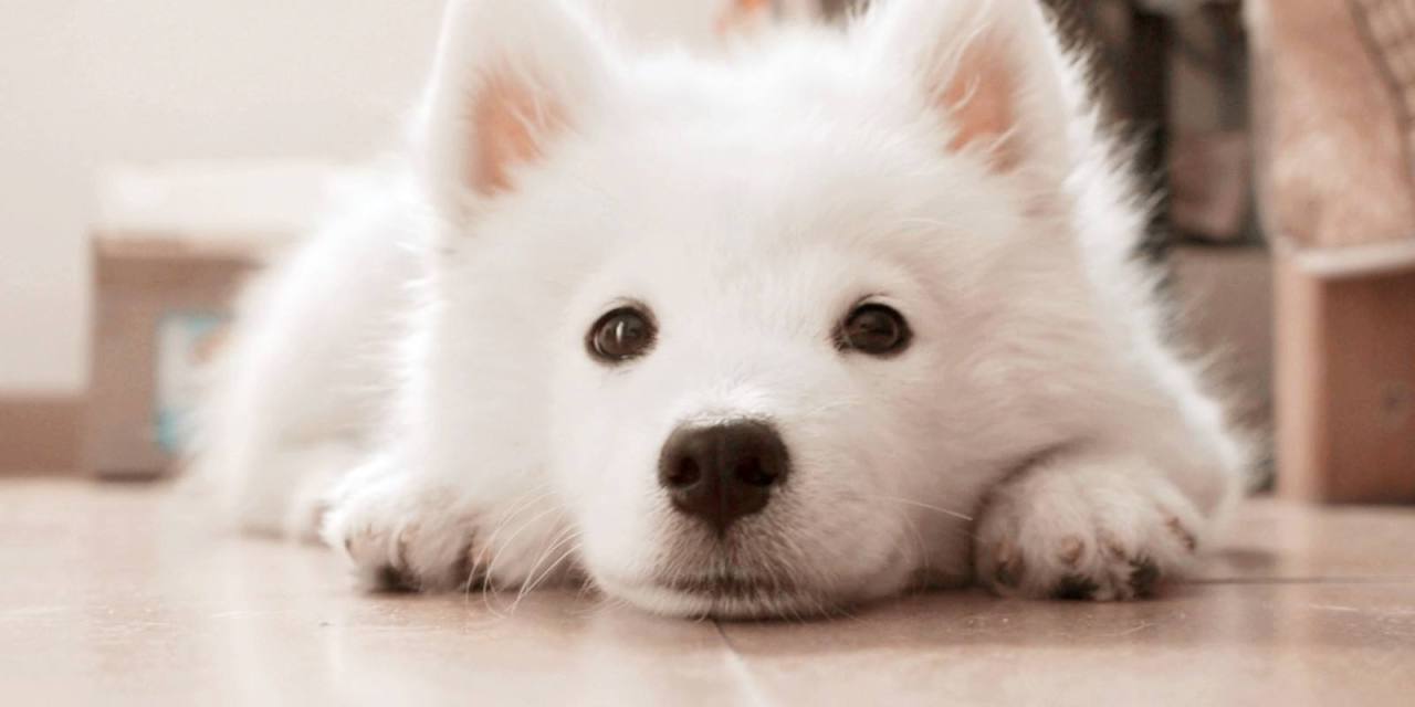 萨摩耶老狗该选什么狗粮,萨摩耶吃什么狗粮比较好