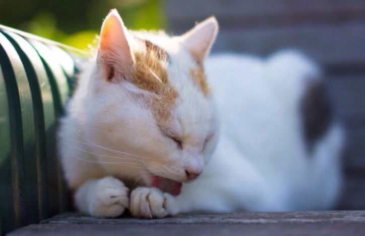 猫咪爱到处乱钻会容易生病吗,猫咪为什么会老是乱跑乱撞