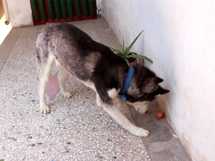 狗狗因吃鸡蛋出问题？原因不在于鸡蛋，而在于铲屎官疏忽大意