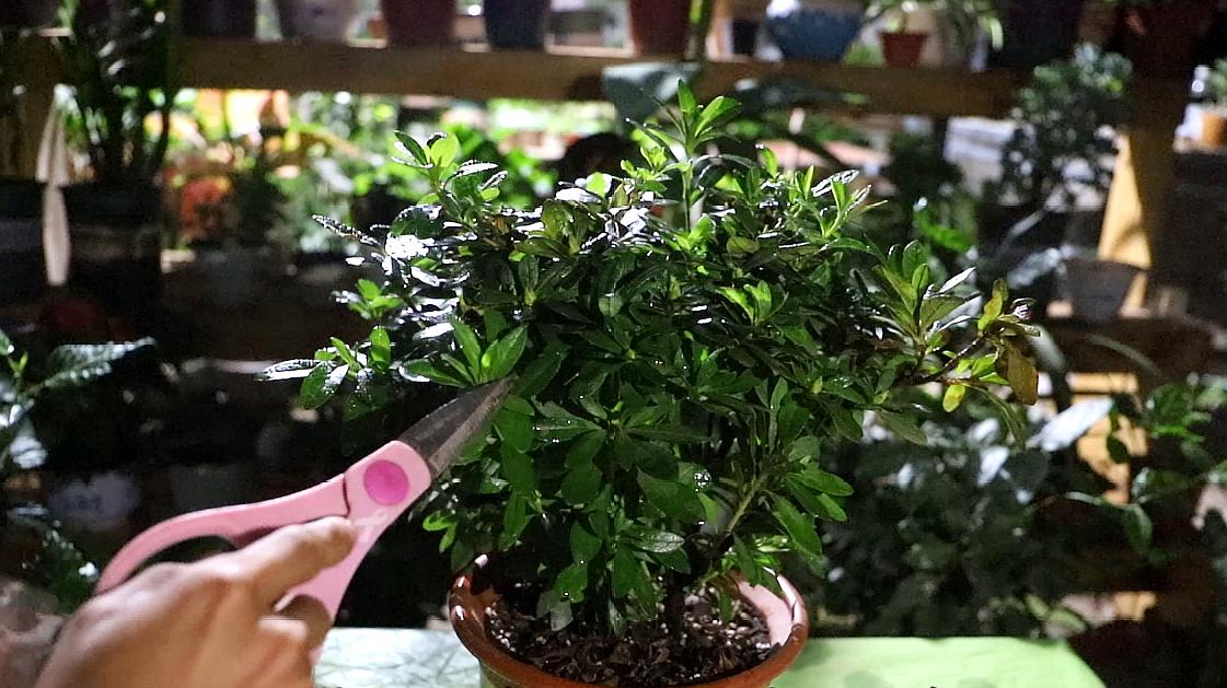 养杜鹃花的技巧,杜鹃花10种品种