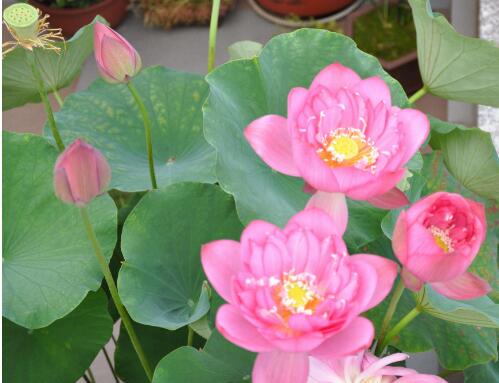 养碗莲不能缺水吗,碗莲怎么养才能旺盛开花