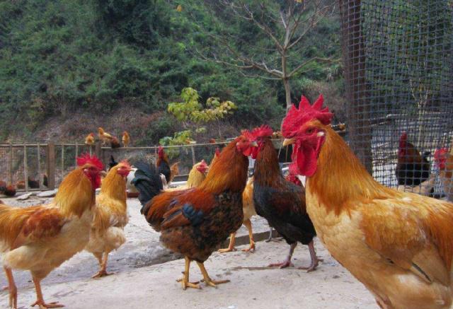 鸡传染法氏囊病怎么治疗,鸡传染给人的病是什么症状