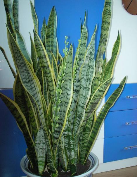 虎皮兰就要这么养叶片饱满又光泽,养好虎皮兰