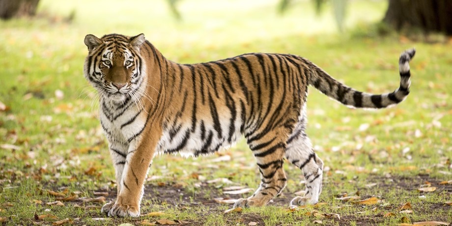 猛犸象和剑齿虎有人类吗,世界上真的有猛犸象和剑齿虎吗