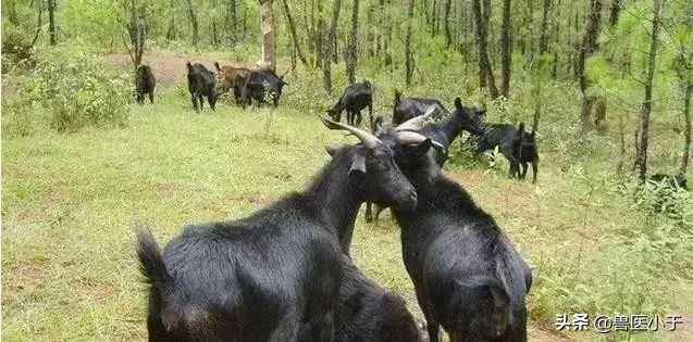 造成母羊流产的原因有哪些?第三点占大多数