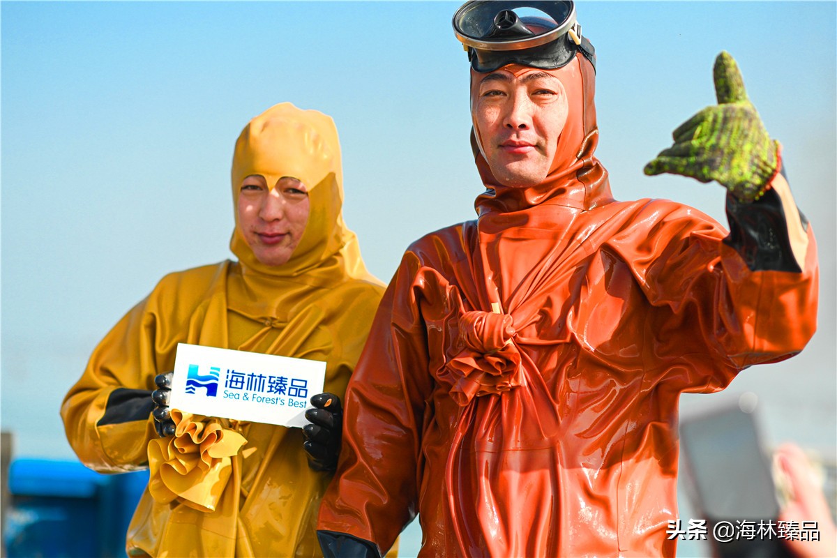 探秘海参的捕捞过程,野生海参采捕视频大全