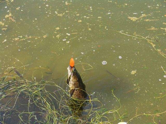 路亚用黑鱼钩怎么钓黑鱼,黑鱼的习性讲解